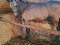 Kuda jantan, Arabian horse — foto 2