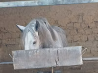 Madyan, Atlar — foto 5