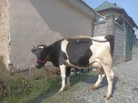 Tehén, Holstein fajta — 2. fotó