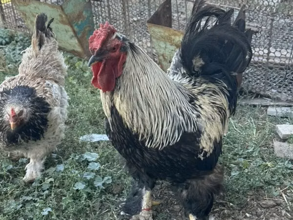 Brahma — Kyrgyzstan