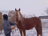 घोड़ा, Kazakh horse — फ़ोटो 1