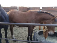 Mare, Horses — photo 3