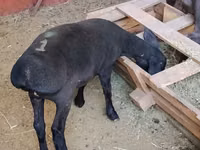 Sheep, Dorper sheep — photo 3