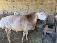 Ovan, Hissar sheep — fotografija 1