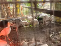 Turkeys — foto 2