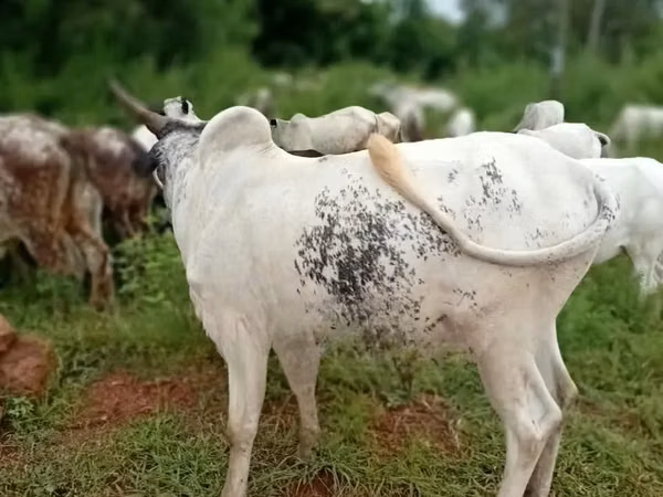 Vache, Brahmane