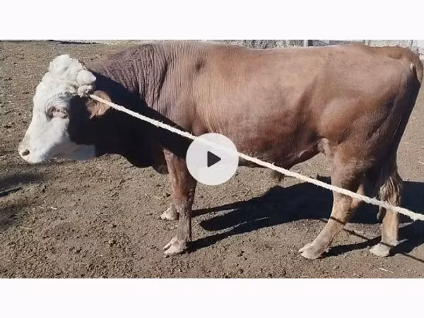 Bull, Kazakh White-headed cow — Kazakhstan