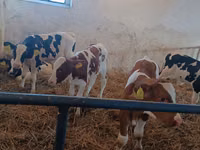 公牛, Cattle — 照片 6