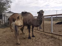 Cămile (lot, sex nespecificat), Kazakh Bactrian camel — foto 3