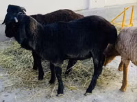 Kambing jantan, Sheep — foto 3