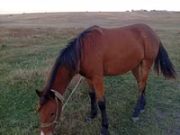 Mare, Horses — photo 1