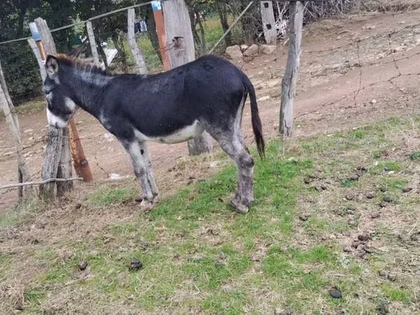 Horse (M), Horses — Azerbaijan