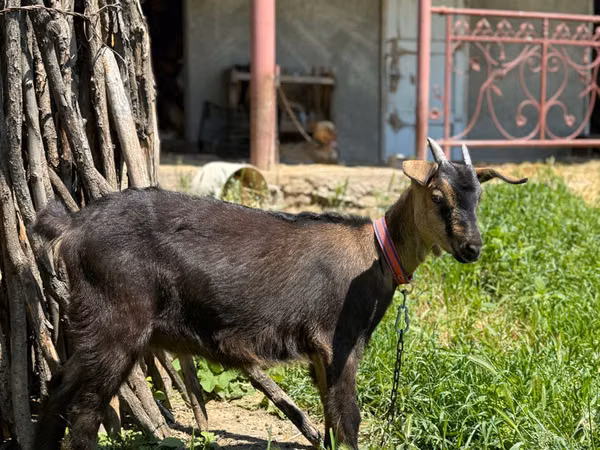 Goat, Nubian Goat — Moldova