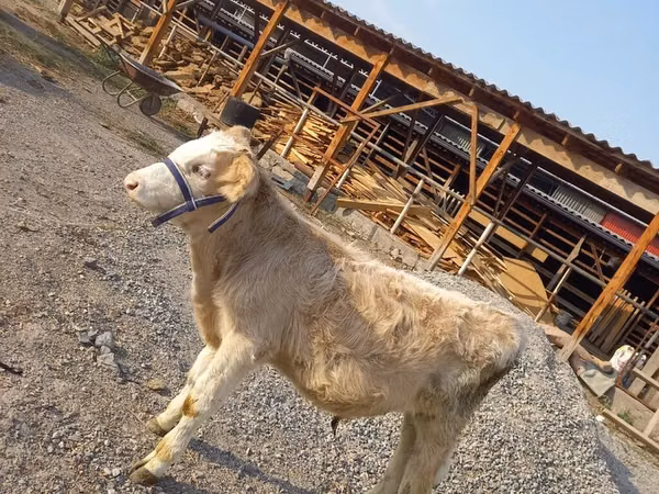 Dibi, Swiss cattle
