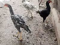 Chickens — zdjęcie 1