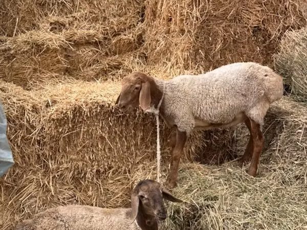 Ram, Arashan sheep — Kyrgyzstan
