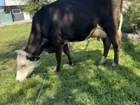 Vaca, Ganado vacuno — foto 4