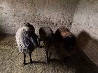Ram, Rhon sheep — photo 2