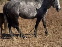 Kuda betina, Horses — foto 3