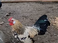 Danish hen — photo 2