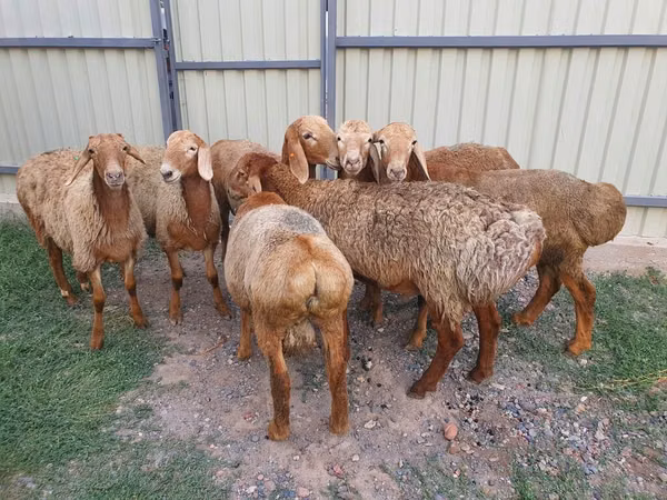 Sheep, Edilbay sheep — Kyrgyzstan