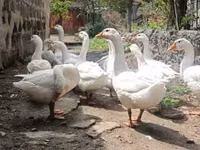 Geese — zdjęcie 1