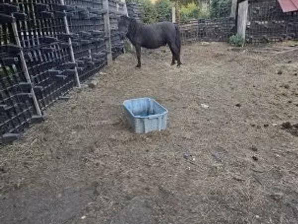 Horse (M), Horses — Hungary