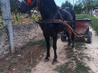 Kůň, Koně — foto 3