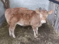 母牛, Simmental cattle — 照片 2