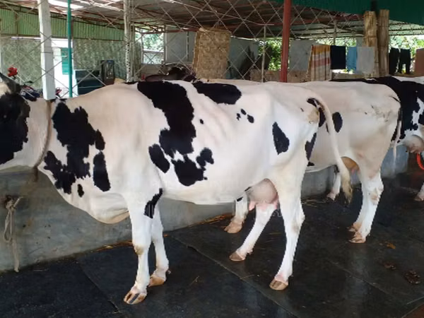 Mucca, Razza Holstein — Bangladesh