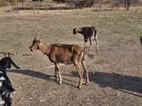 بز نر, Nubian Goat — عکس 2