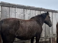 مادیان, Horse breed — عکس 1
