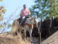 Horse (M), Quarter Horse — photo 3