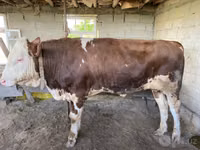 Bulle, Simmental cattle — Foto 5