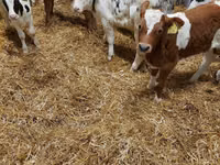 Sığır (parti, cinsiyet belirtilmedi), Simmental cattle — foto 4