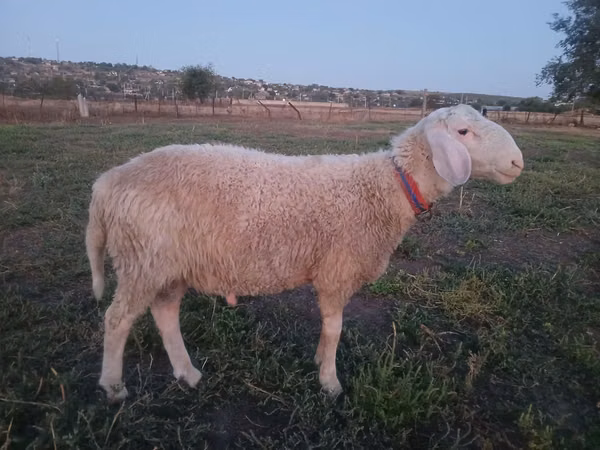 Ram, Assaf sheep