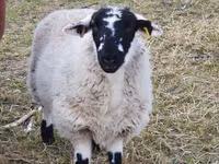 Sheep, Sheep — photo 2
