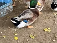 Ducks — снимка 2