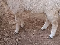Ram, Hissar sheep — photo 5