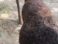 Ram, Sheep — photo 4