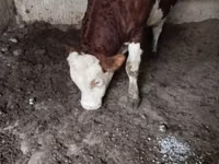 公牛, Simmental cattle — 照片 3