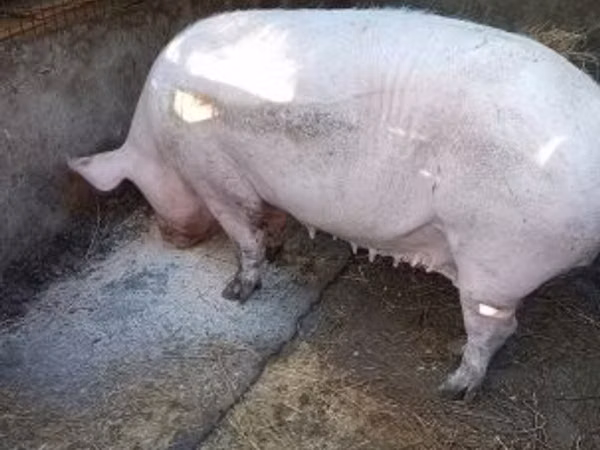 Sow, 