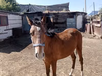 اسب نر, Kazakh horse — عکس 2