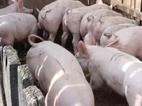 Sow, Pigs — photo 4