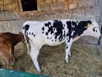 گاو ماده, Russian Black pied cattle — عکس 1