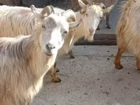 بز ماده, بز — عکس 2