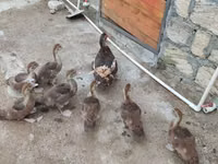 Ducks — photo 5