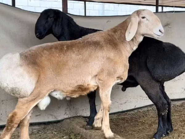 Kambing jantan, Sheep — Uzbekistan