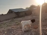 बकरी, Beetal goats — फ़ोटो 4