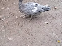 Ducks — foto 7